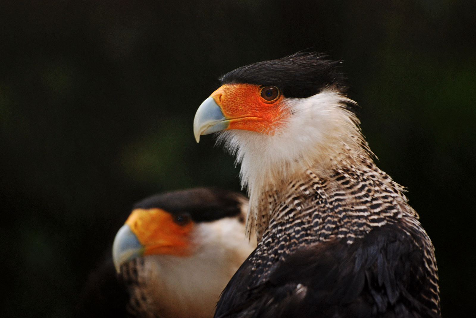 Caracaras | Shutterbug